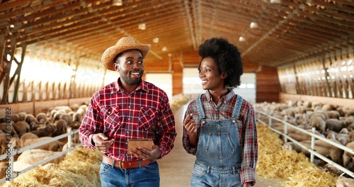 African American couple of male and female farmers walking in barn with sheep flock, talking and using tablet device. Shepherds strolling in stable with livestock, having conversation. Gadget in hands