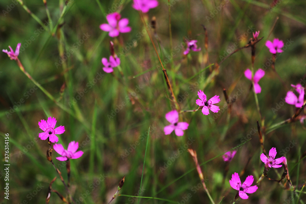 A closeup shot of a pink Dianthus Campestris with blurred background A closeup shot of a pink Dianthus Campestris with blurred background