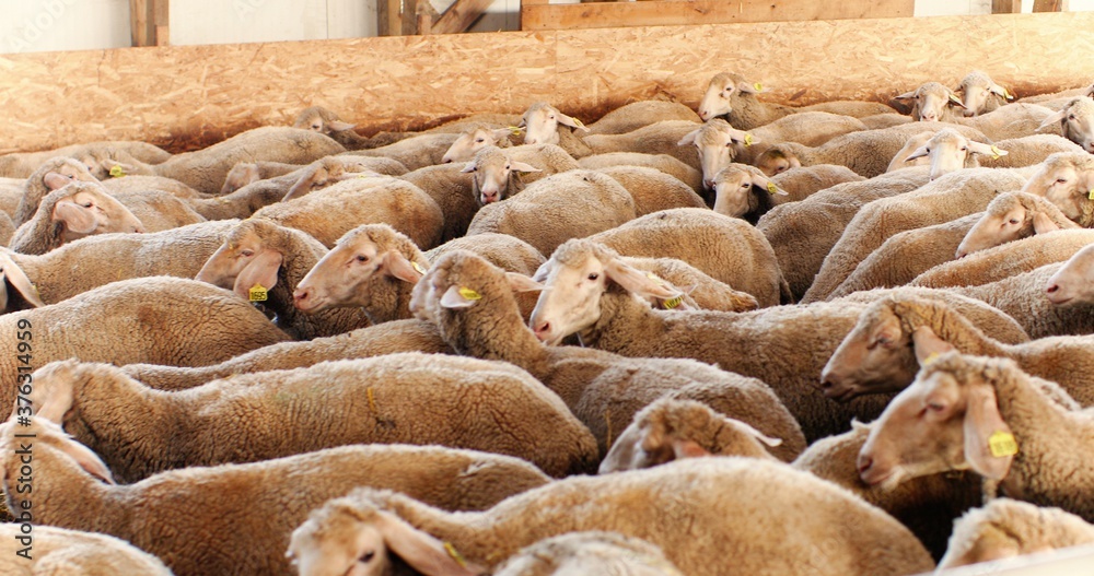 Sheep flock walking in shed closely. Coming back from pasture. Domestic animals at stable. Cattle concept. Wool farming. Livestock farm. indoor. Countryside. Sheep flock walking in shed closely. Coming back from pasture. Domestic animals at stable. Cattle concept. Wool farming. Livestock farm. indoor. Countryside.
