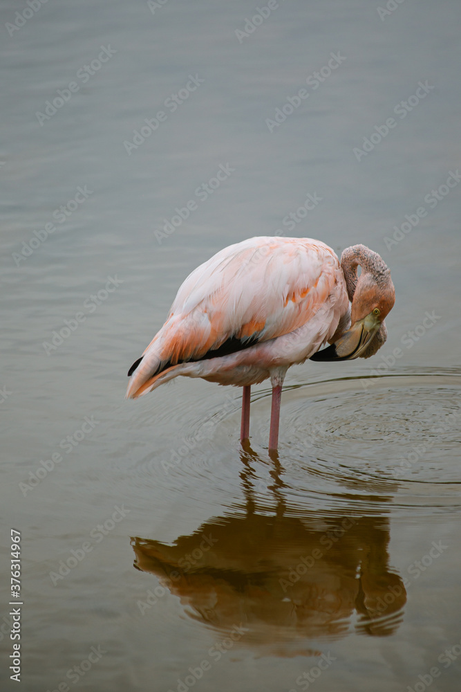 a lonely pink flamingo 