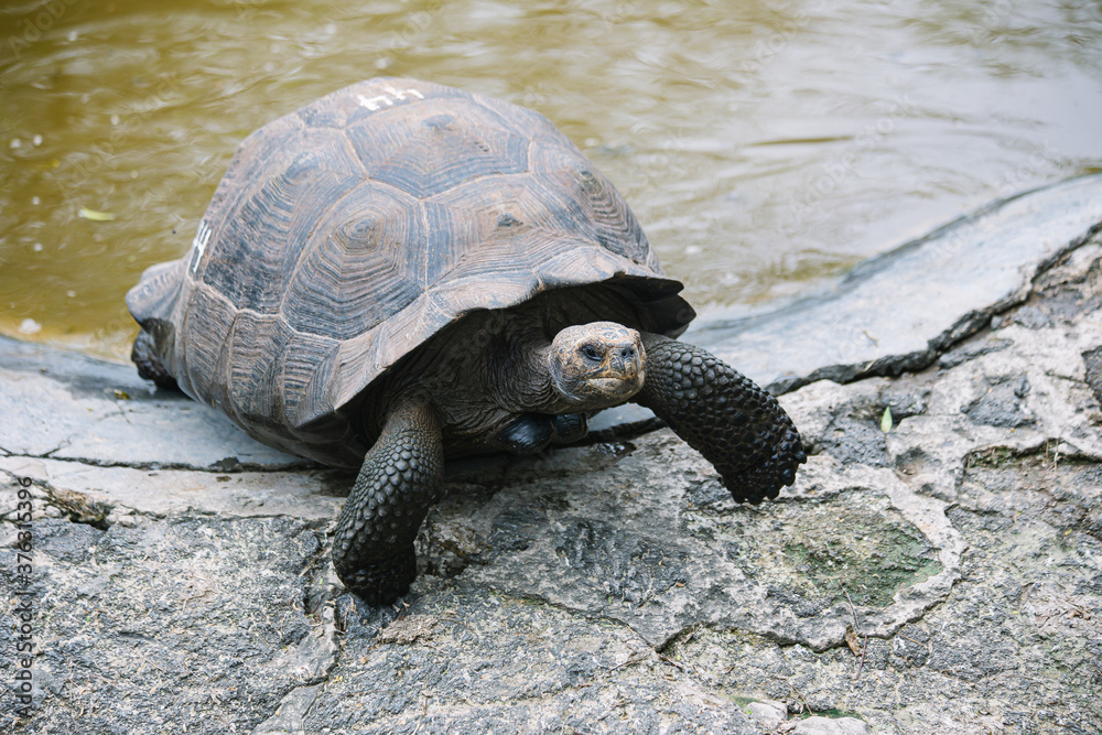 Obraz premium a Galápagos giant tortoise getting out of water looking in the camera