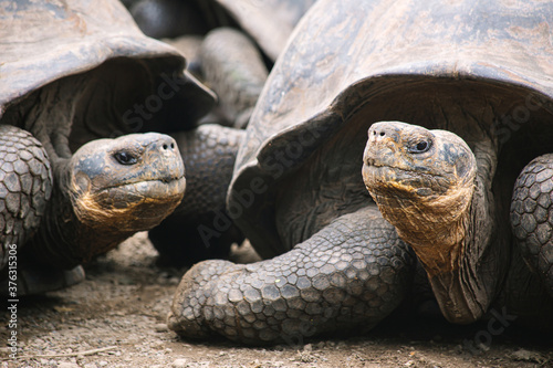 a family of  Galápagos giant tortoises looking in the camera