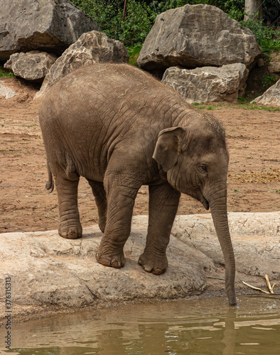 Baby elephant at the water hole
