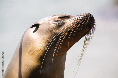 galapagos sea lion head close-up, the animal is basking in the sunlight