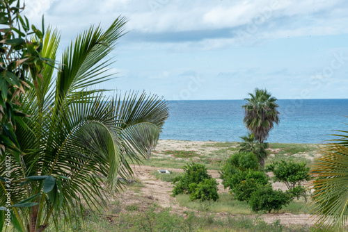 Fototapeta Naklejka Na Ścianę i Meble -  palms by the beach on blue sky