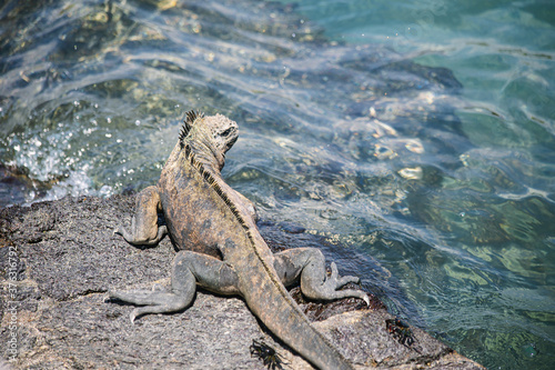 Galapagos sea saltwater iguana ready to jump into the ocean  Tintoreras