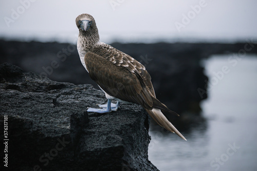 Fotografija Galapagos blue footed booby sitting on a black lava rock