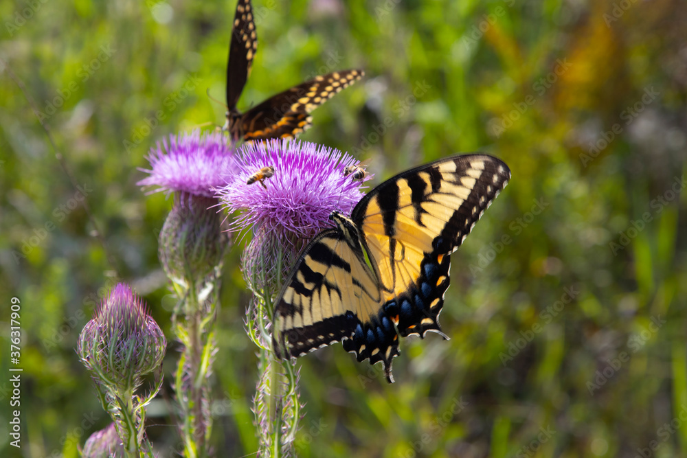 Eastern Tiger Swallowtail butterfly,.Papilio glaucus, on thistle. Eastern Tiger Swallowtail butterfly,.Papilio glaucus, on thistle.