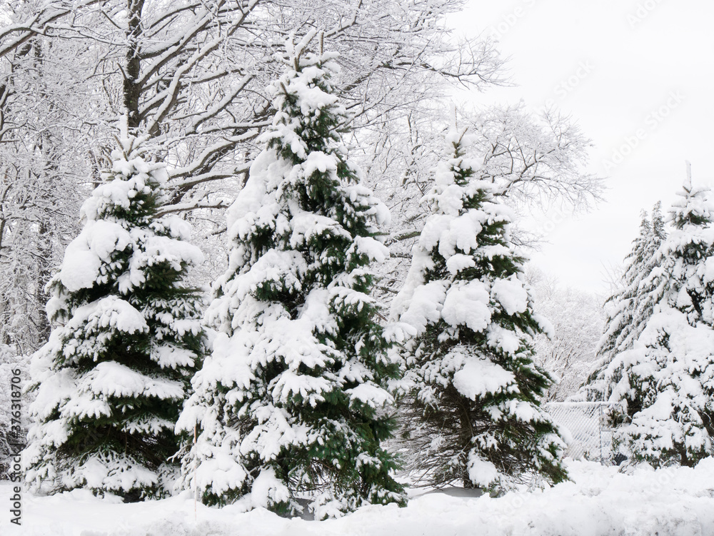 Three evergreen trees draped in snow during Winter.