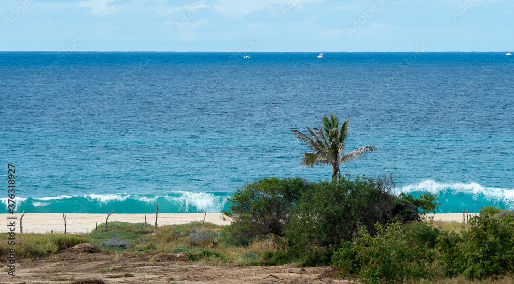 Fototapeta premium palms by the beach on blue sky