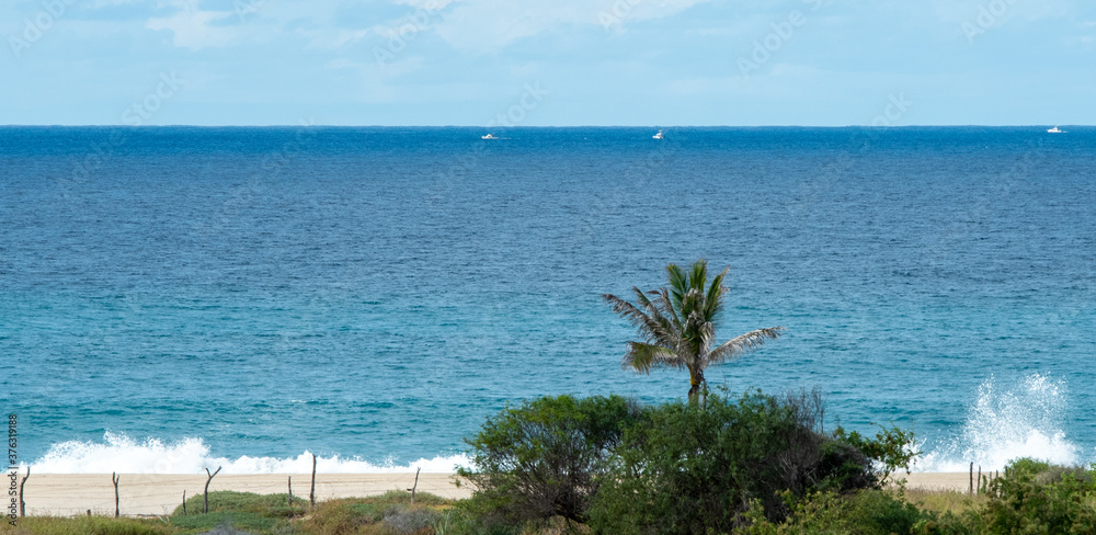 palms by the beach on blue sky