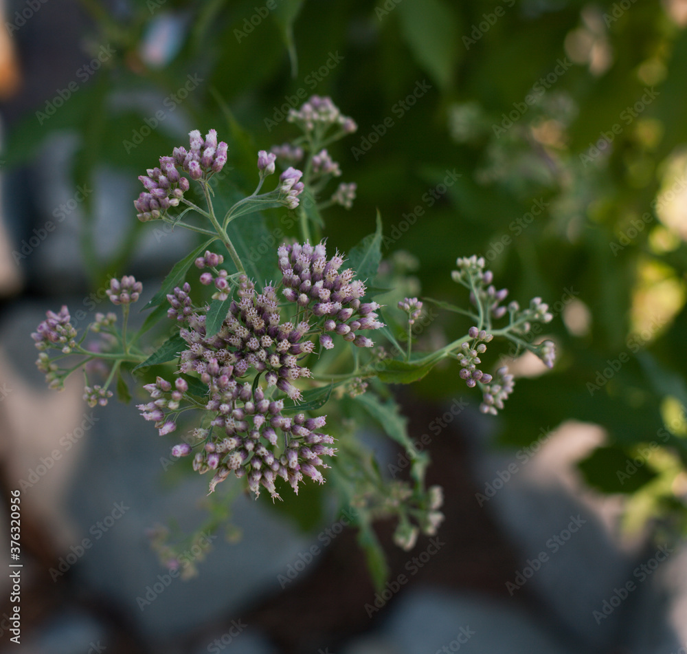 Fototapeta premium closeup lilac flowers in the garden