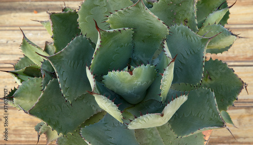 Natural texture and pattern. Succulent plants. Overhead closeup view of an Agave potatorum rosette of green thorny leaves. 