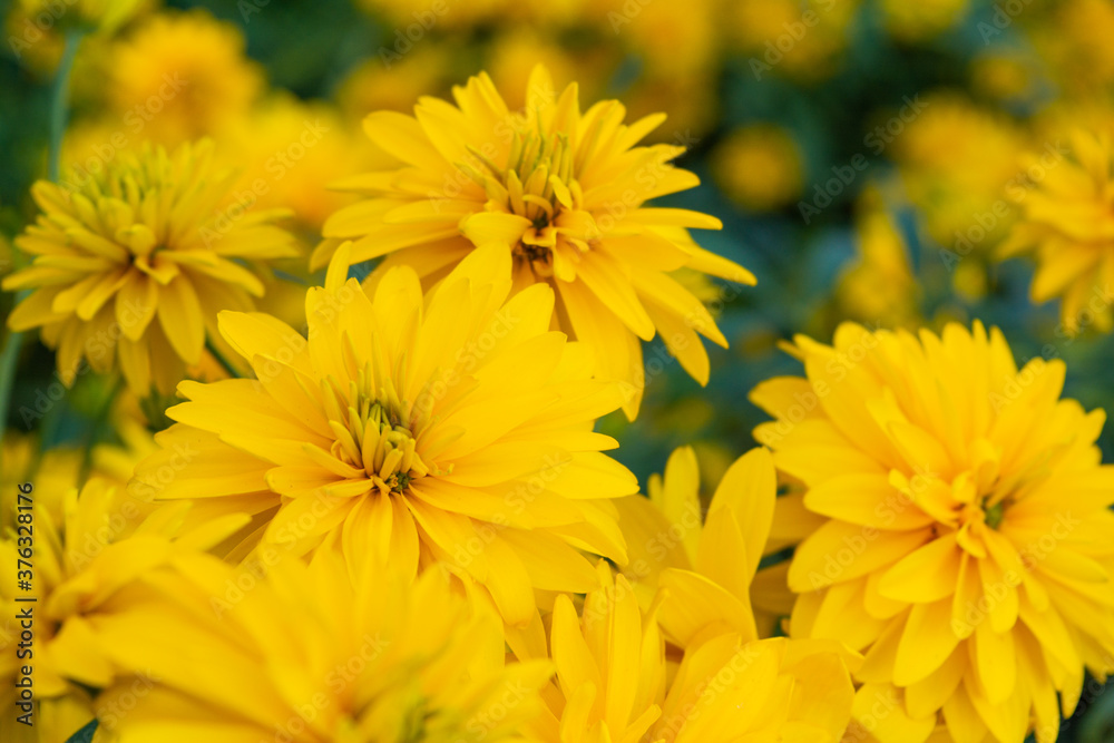 Bright yellow perennial Golden Glow, Rudbeckia laciniata double-flowered plant Bright yellow perennial Golden Glow, Rudbeckia laciniata double-flowered plant