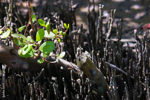 Mangrove photo