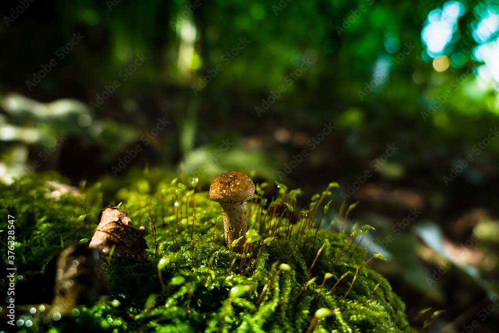 Honey fungus (Armillaria gallica) , mushroom in the forest, autumn, mushroom season Honey fungus (Armillaria gallica) , mushroom in the forest, autumn, mushroom season