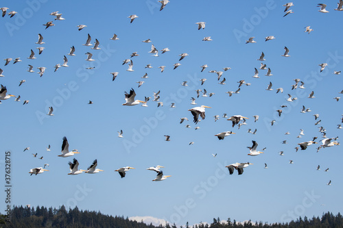 Large Flock of Mixed Seabirds and White Pelicans in Flight