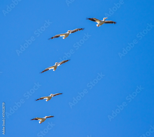 Formation of White Pelicans Soars Overhead