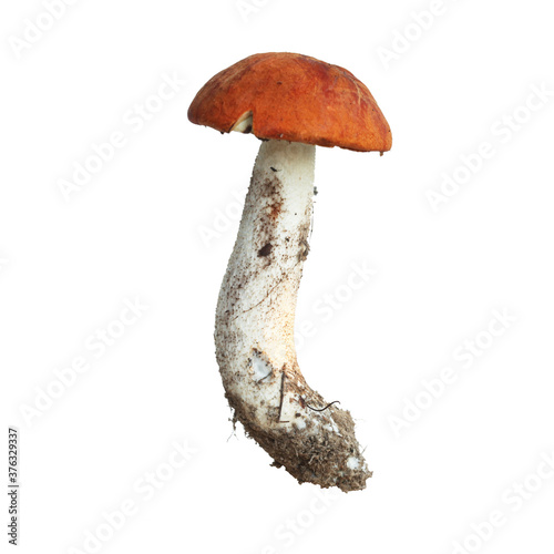 Mushroom orange-cap boletus isolated on white