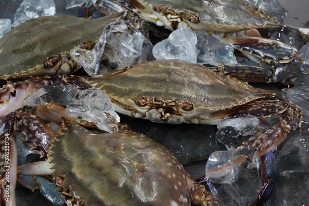 Fresh Crab isolated on white background,Seafood crab on ice Fresh Crab isolated on white background,Seafood crab on ice