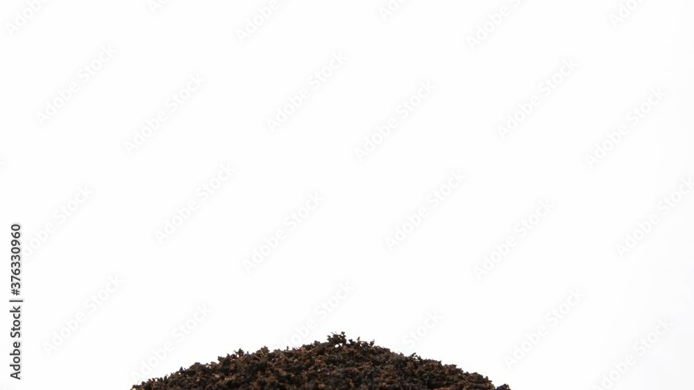 Growing kidney bean time-lapse - in the ground
Growing kidney bean time-lapse - in the ground