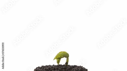 Growing kidney bean time-lapse - on the ground
