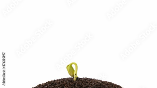 Growing kidney bean time-lapse - on the ground