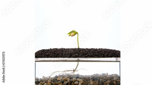 Growing kidney bean time-lapse - visible root

