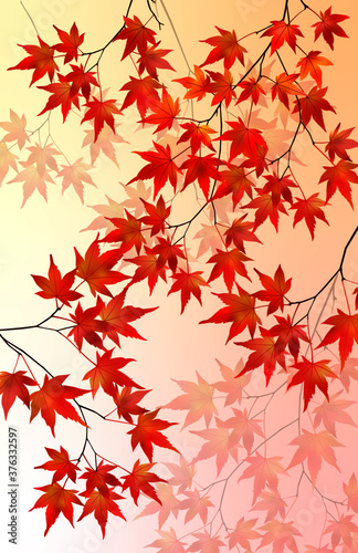 Maple leaves, Momiji