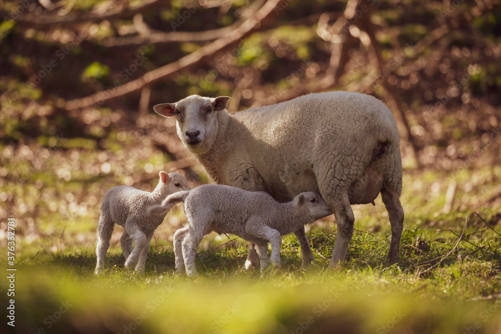 Lamb getting milk from its mother Lamb getting milk from its mother