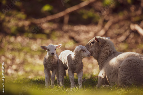 sheep and lambs