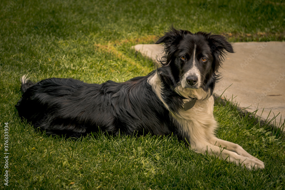 border collie dog border collie dog
