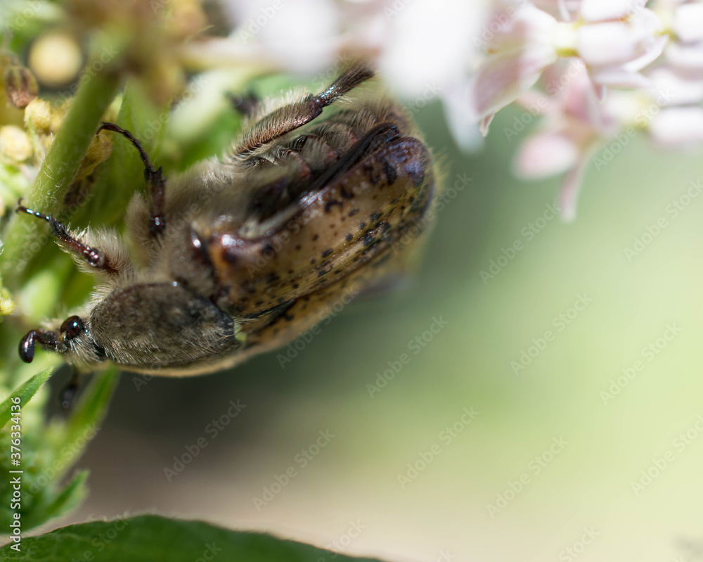 Macro beetle on milk weed flowers 
