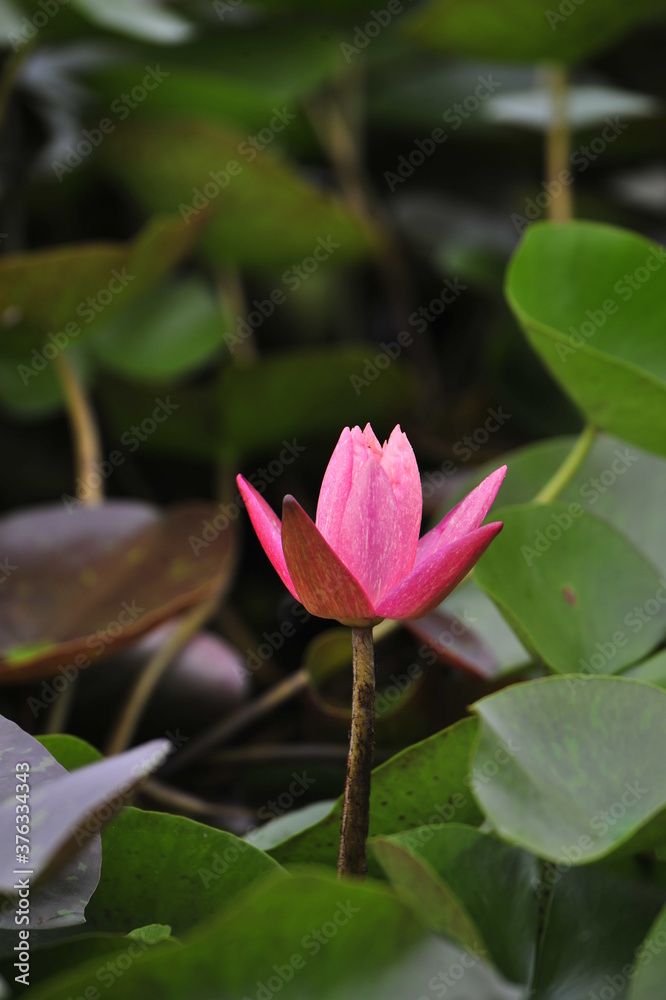 pink lotus flower