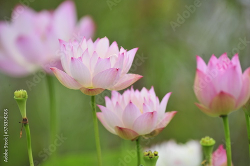 pink lotus in the pond