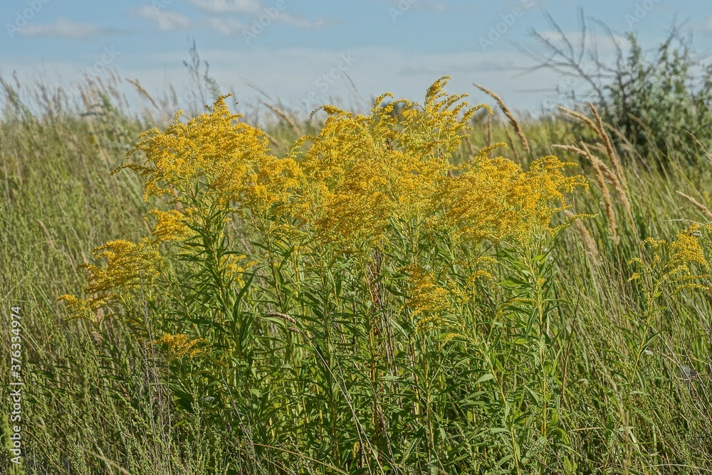 yellow wild flowers on green stems in tall grass against a blue sky yellow wild flowers on green stems in tall grass against a blue sky