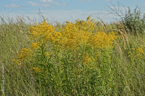 yellow wild flowers on green stems in tall grass against a blue sky