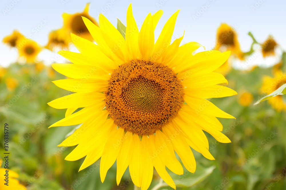 Field of yellow sunflowers on summer day, closeup