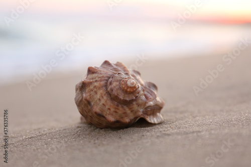 Beautiful seashell on sandy beach at sunrise, closeup
