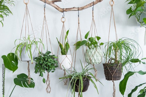 Six jute twine macrame plant hangers are hanging from a driftwood branch. Some of them have wooden rings used as decor to add character to the crafts. A nice variety of plants and pots are used. photo