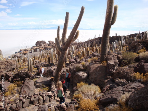 rock outcrop with cactus on salt flat salar de uyuni bolivia
