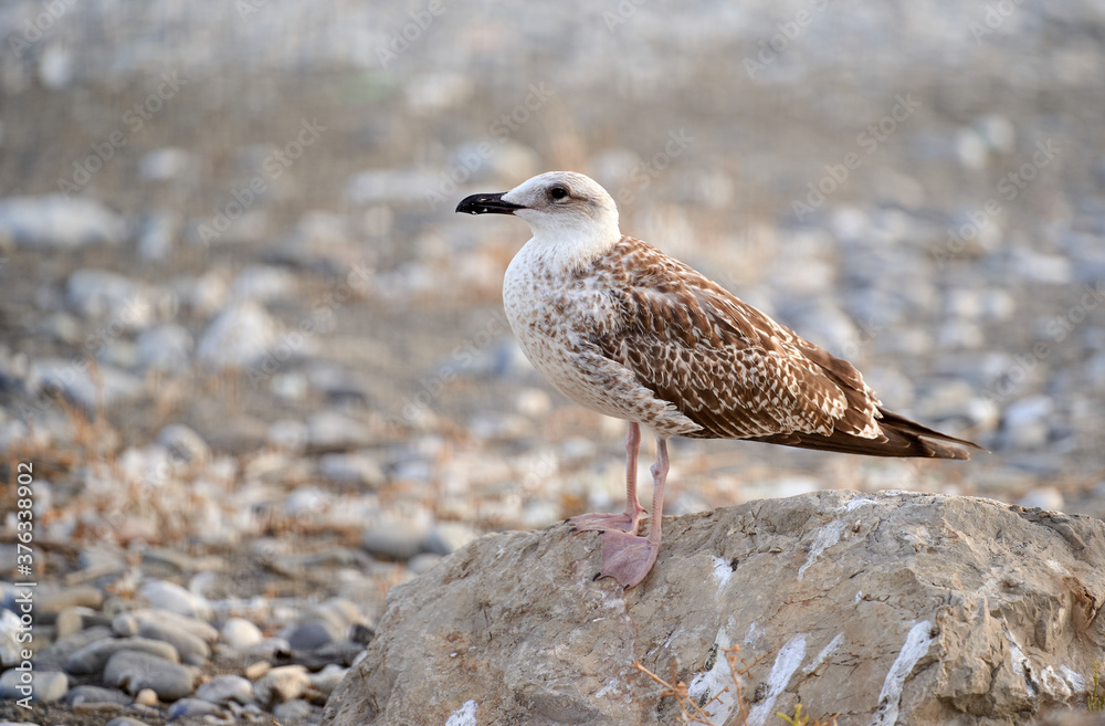 female seagull resting over a rock in the beach female seagull resting over a rock in the beach