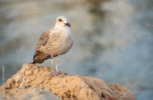 portrait of a female seagull posing on the beach rocks