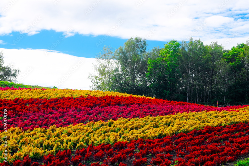 美しい四季彩の丘の花々