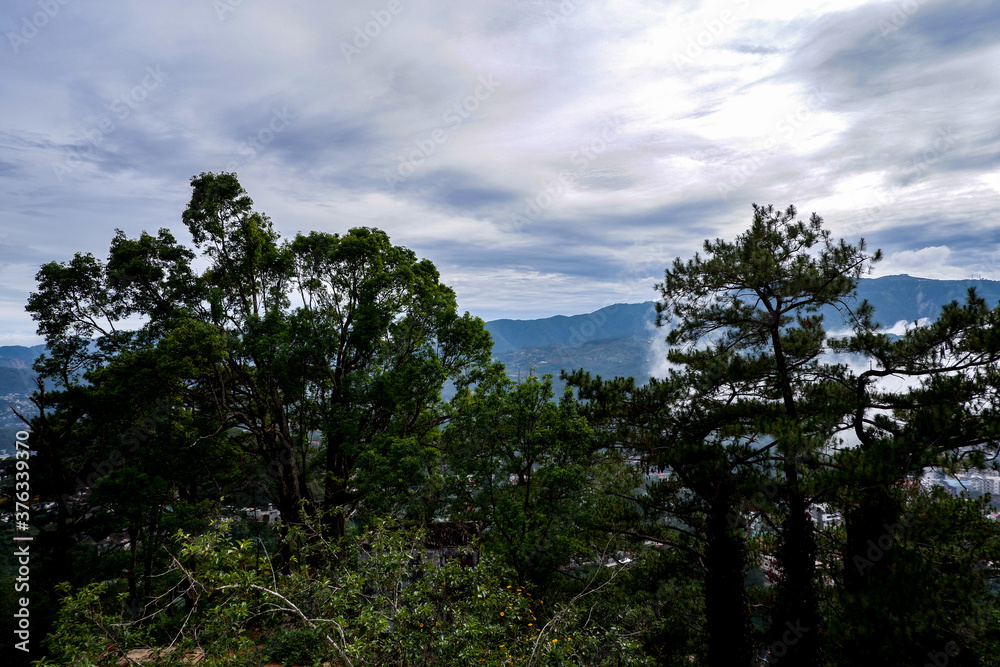 Tree line with cloud background Tree line with cloud background