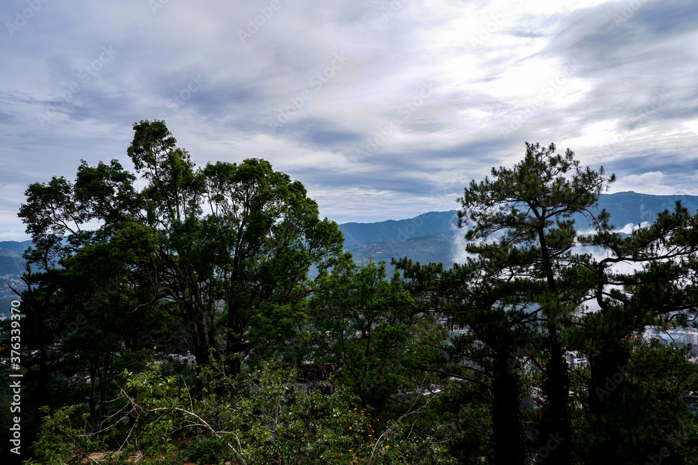 Tree line with cloud background