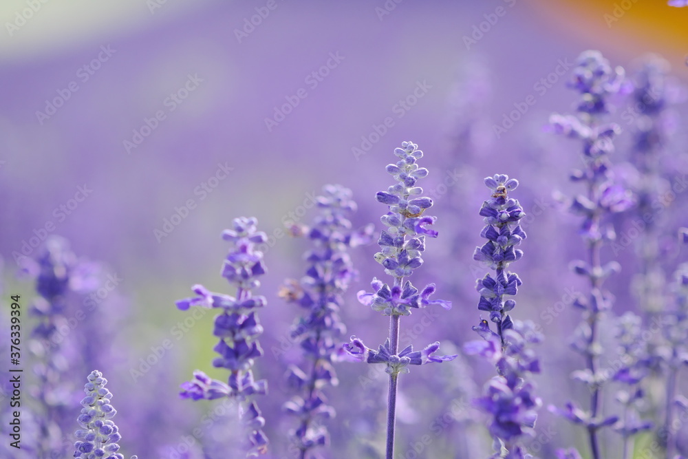Obraz premium 美しい紫の花