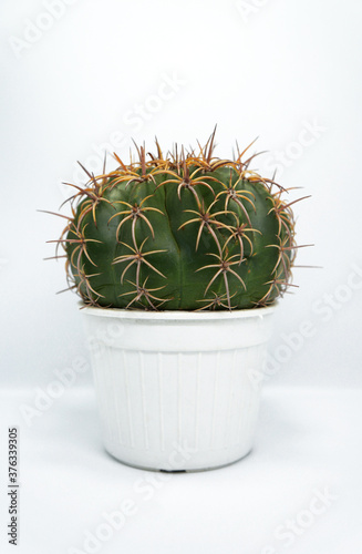 Yellow green cactus on white background