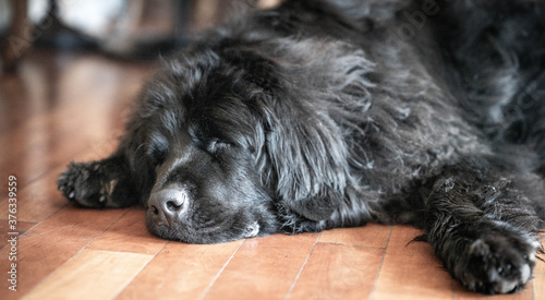 Tired furry large black dog on wooden floor. 
