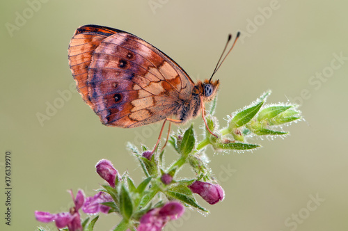 Brentis Daphne butterfly in the early morning on the forest flower in the meadow